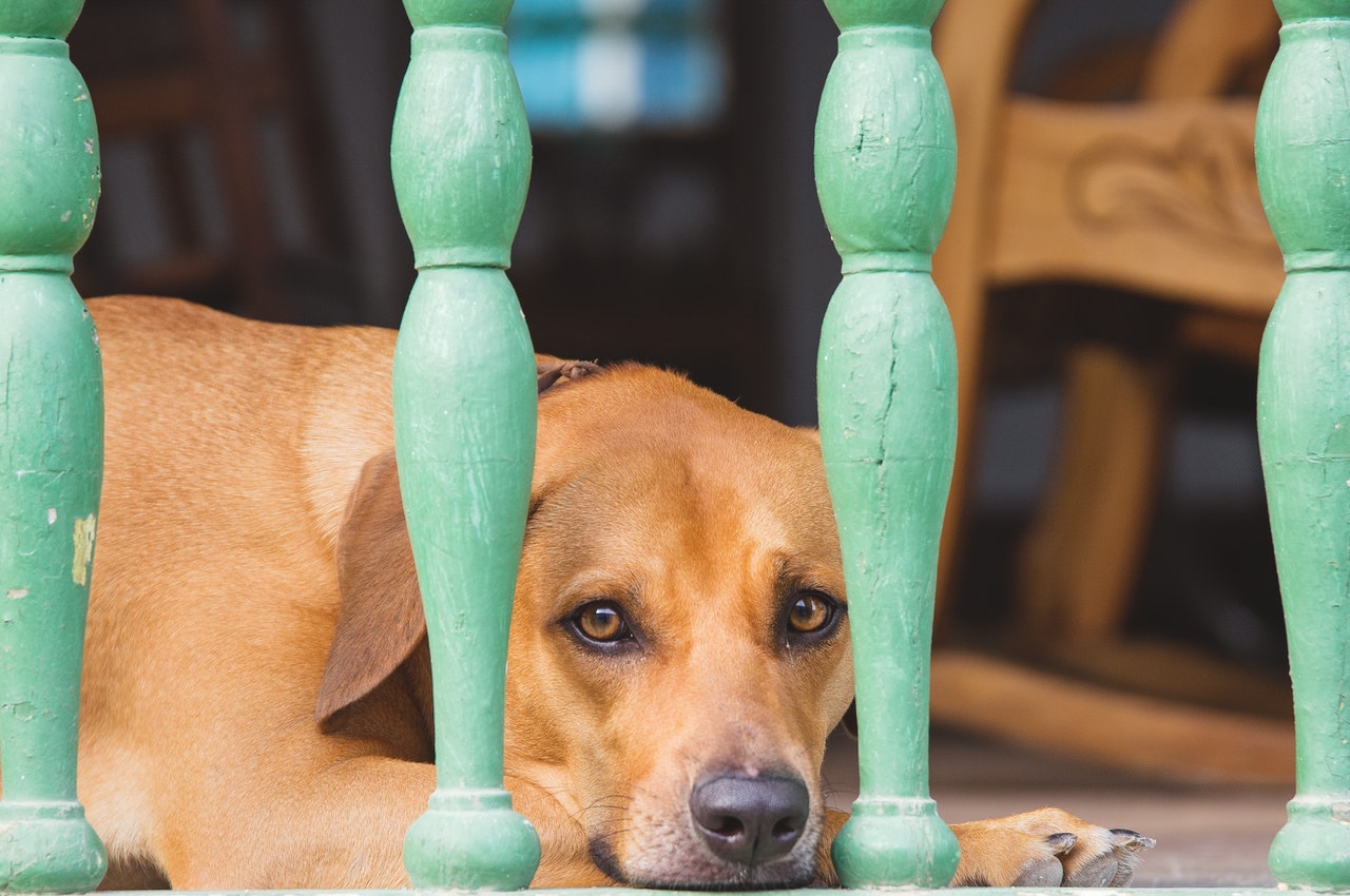 Does Your Dog Have Anxiety? Centreville Veterinary Hospital