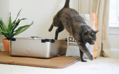 Getting Your Cat To Use Its Litter Box
