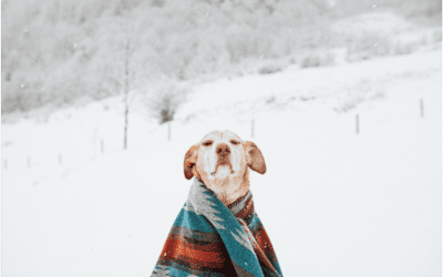 What You Need To Know About Hypothermia in Pets