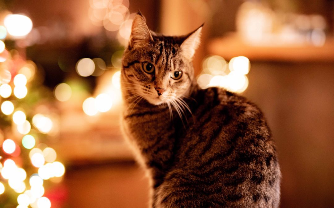 Tabby cat in front of Christmas lights