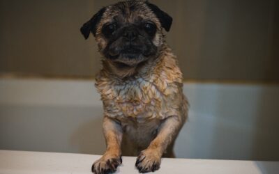 Opting for the Suitable Shampoo for Your Dog’s Skin and Coat Care
