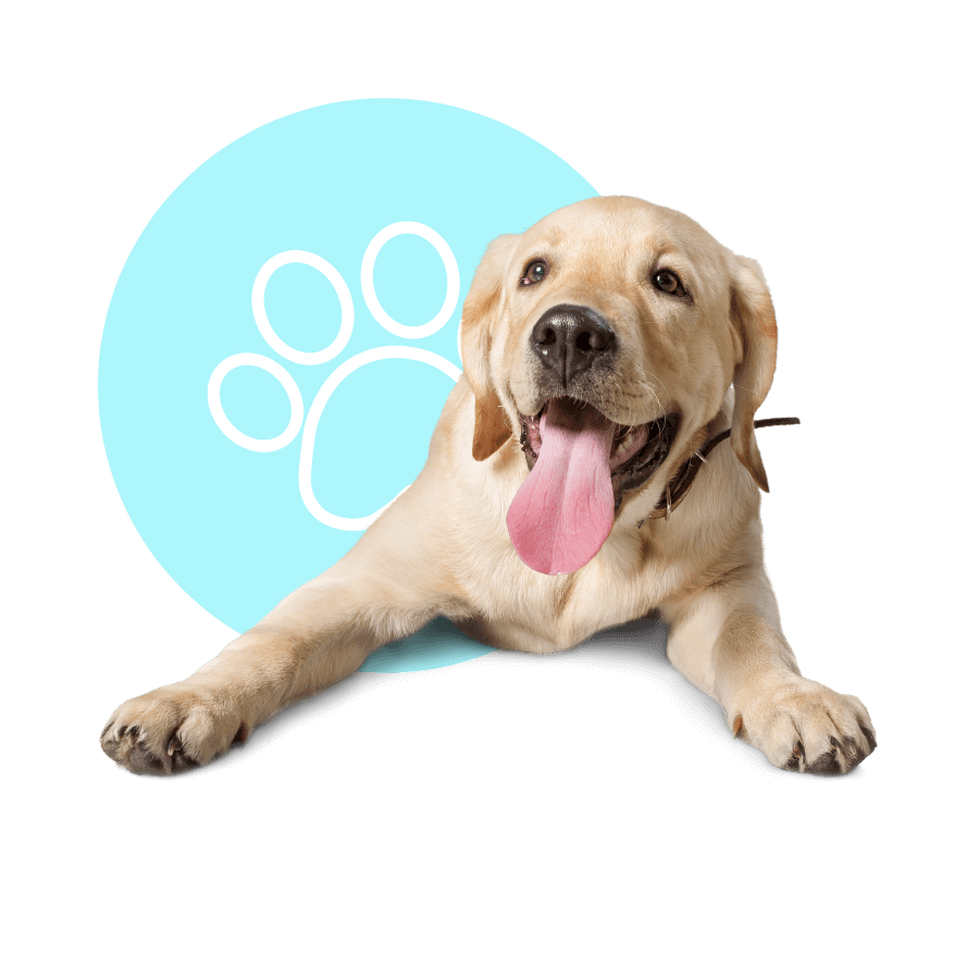 Happy Labrador lying down with tongue out